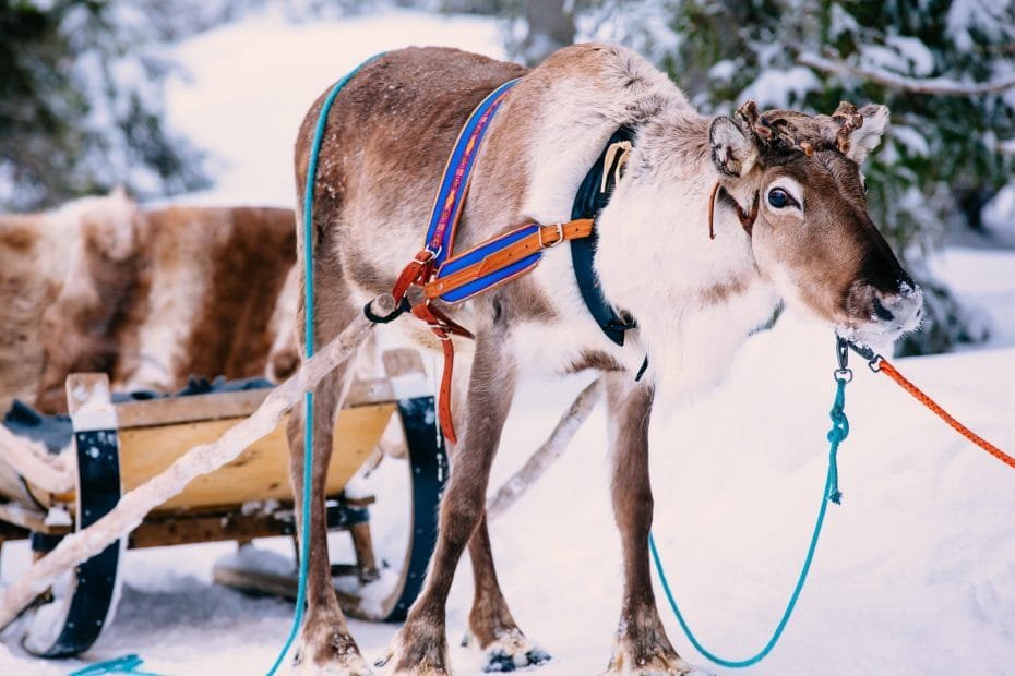 Reindeer in a winter forest in Lapland. Finland